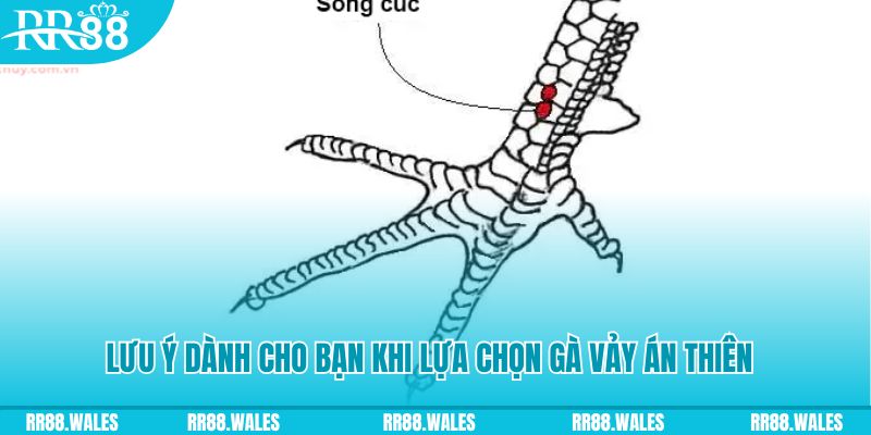 qh88 xổ số khánh hòa