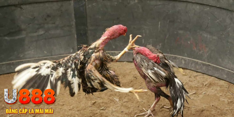 qh88 xổ số hà nội hôm nay